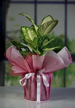 Dieffenbachia - Camillia