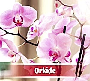 Orkide Siparişi