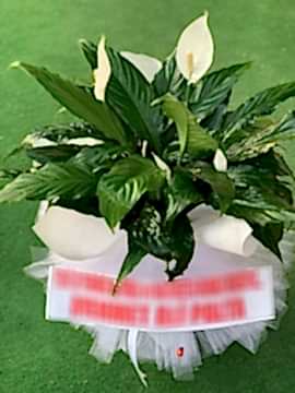 Spatifilyum (Barış) Çiçeği 80cm